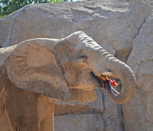 Elefante refrescandose con una sandia - Enriquecimiento Ambiental en Expedicon Africa - BIOPARC Valencia